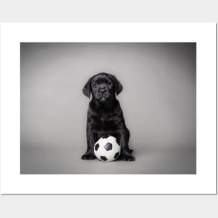 Labrador retriever puppy with ball Posters and Art